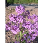 Hesperis matronalis